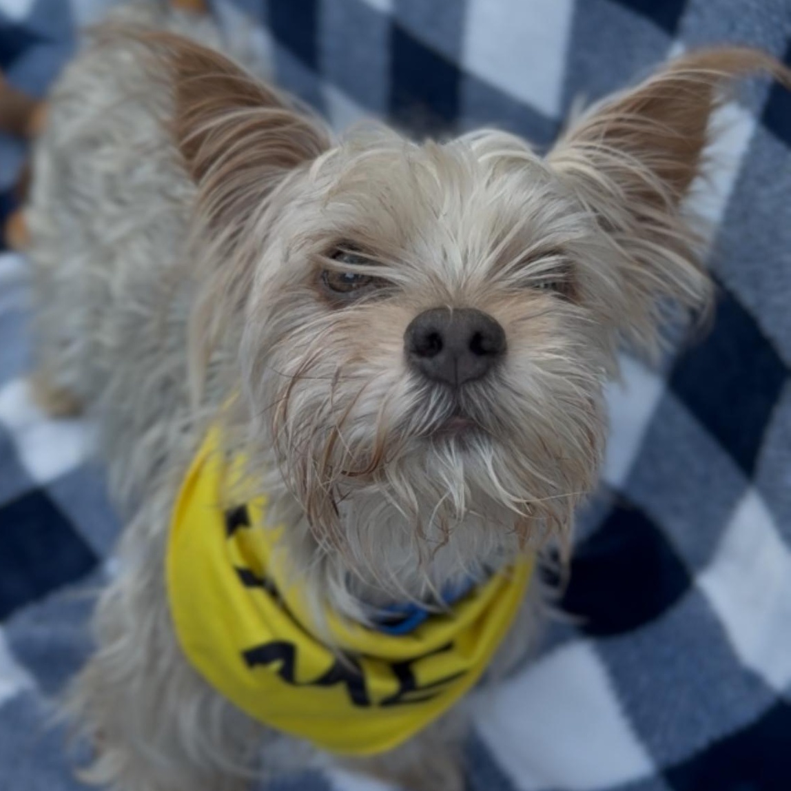 Enlarge Tucker, a Adoptable Yorkshire Terrier in Houston, TX image 1/6
