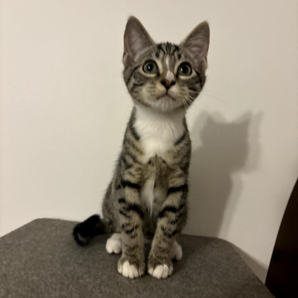 Bell Pepper, a Adoptable Domestic Short Hair in Simpsonville, SC image 1/4