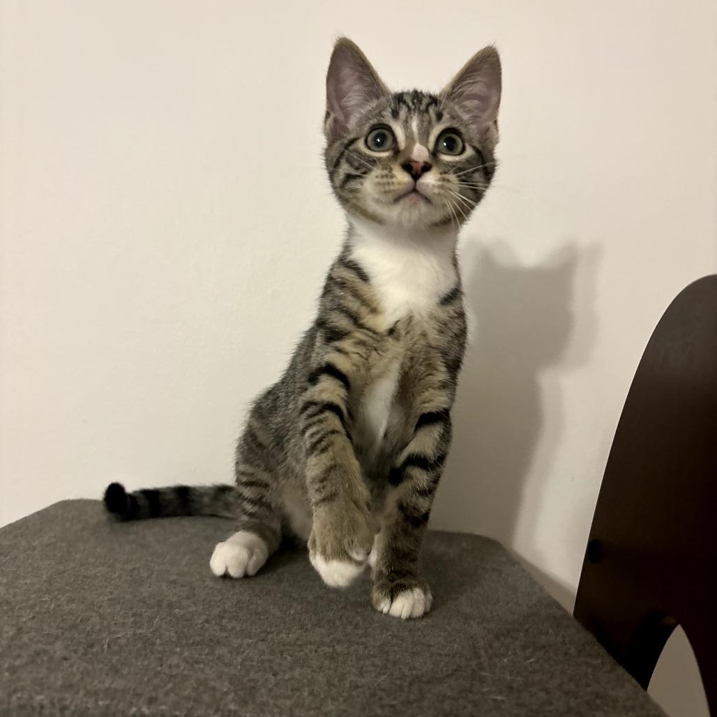 Bell Pepper, a Adoptable Domestic Short Hair in Simpsonville, SC image 2/4