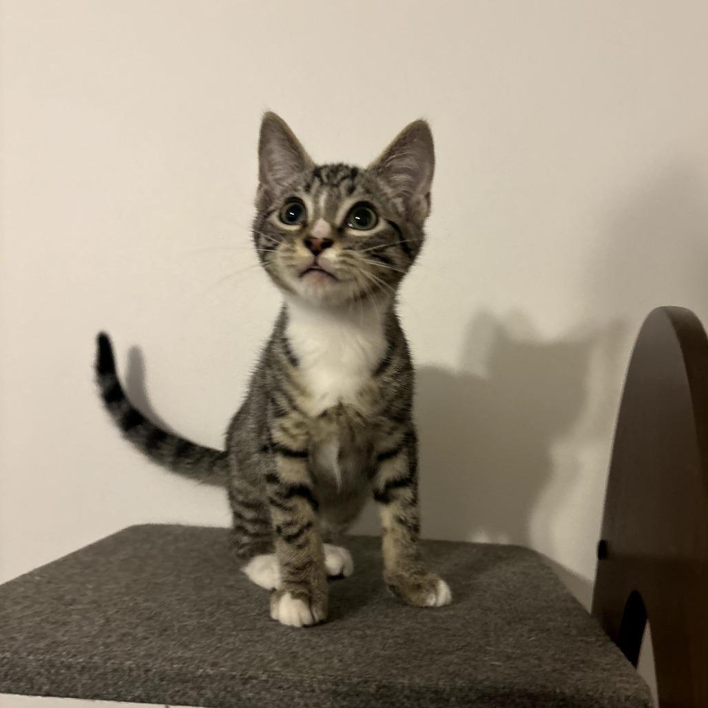 Bell Pepper, a Adoptable Domestic Short Hair in Simpsonville, SC image 3/4