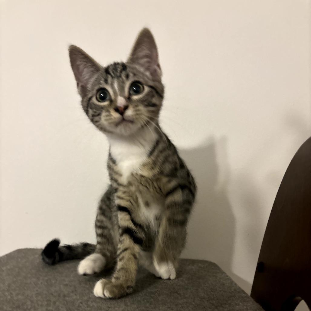 Bell Pepper, a Adoptable Domestic Short Hair in Simpsonville, SC image 4/4