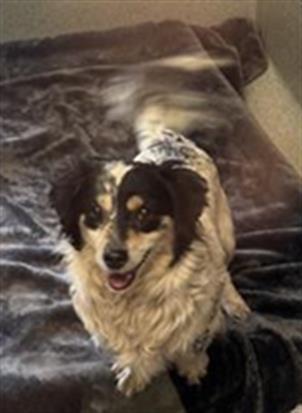 Enlarge JUNE, a Adoptable mixed breed in San Martin, CA image 1/1