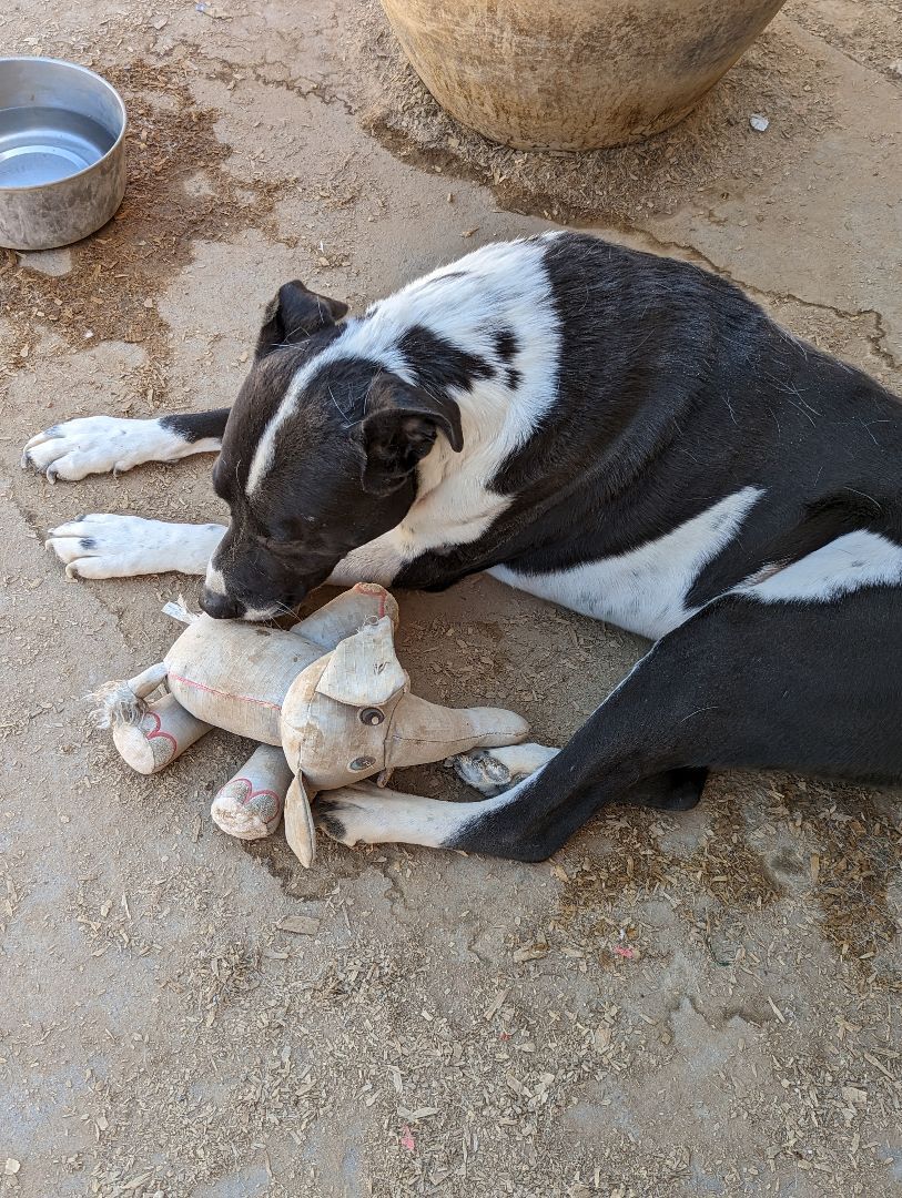 SMOKEY, Adoptable, Adult Male Border Collie.