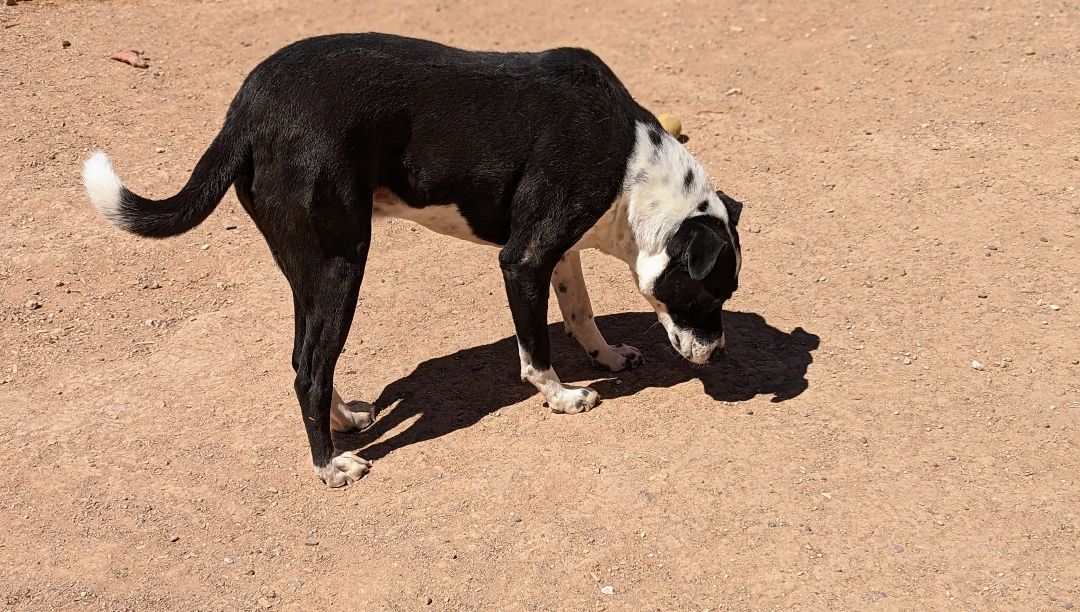 Enlarge SMOKEY, a Adoptable mixed breed in Pena Blanca, NM image 2/4