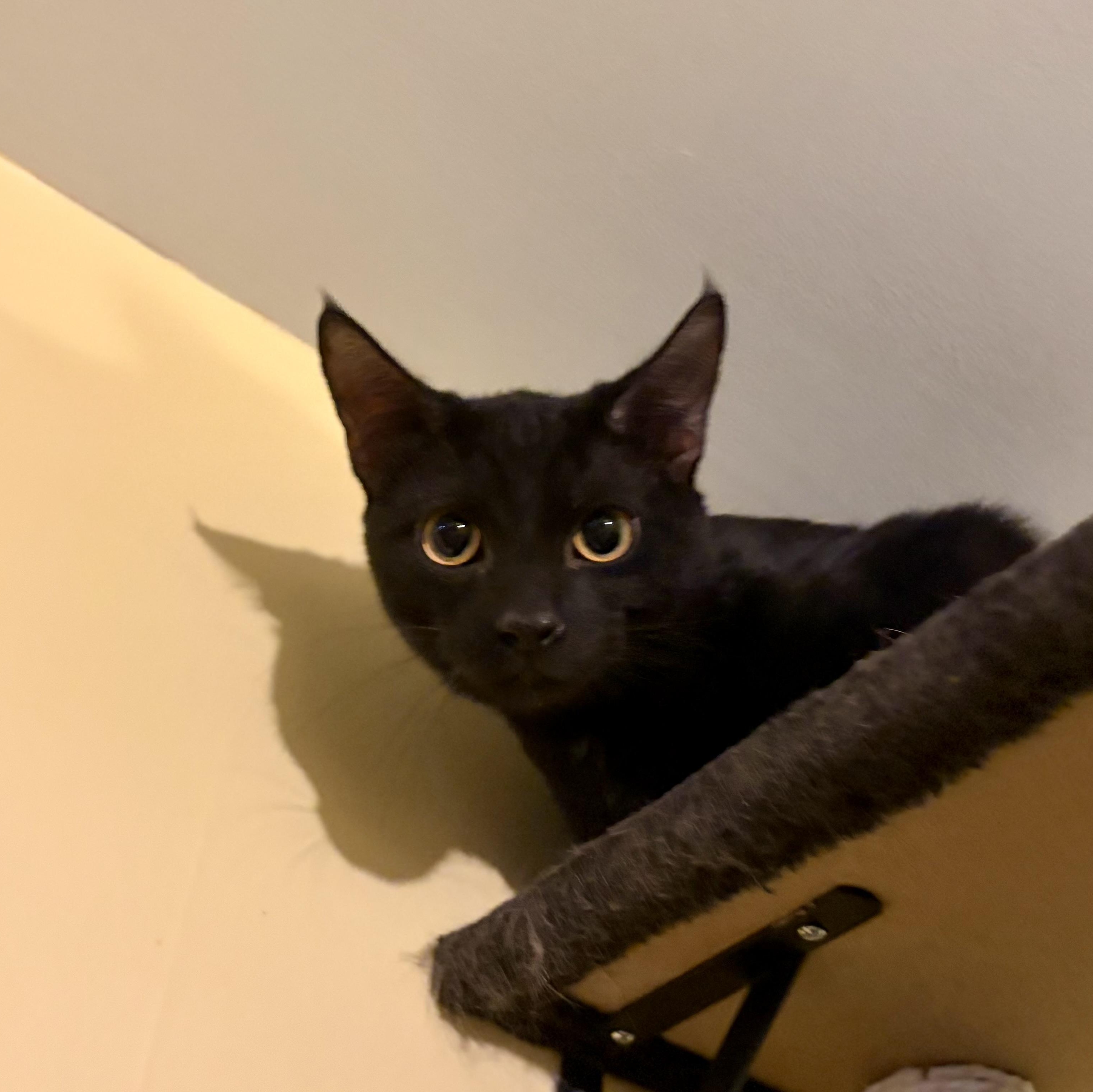 Ranger, a Adoptable Domestic Short Hair in Greensboro, NC image 4/5