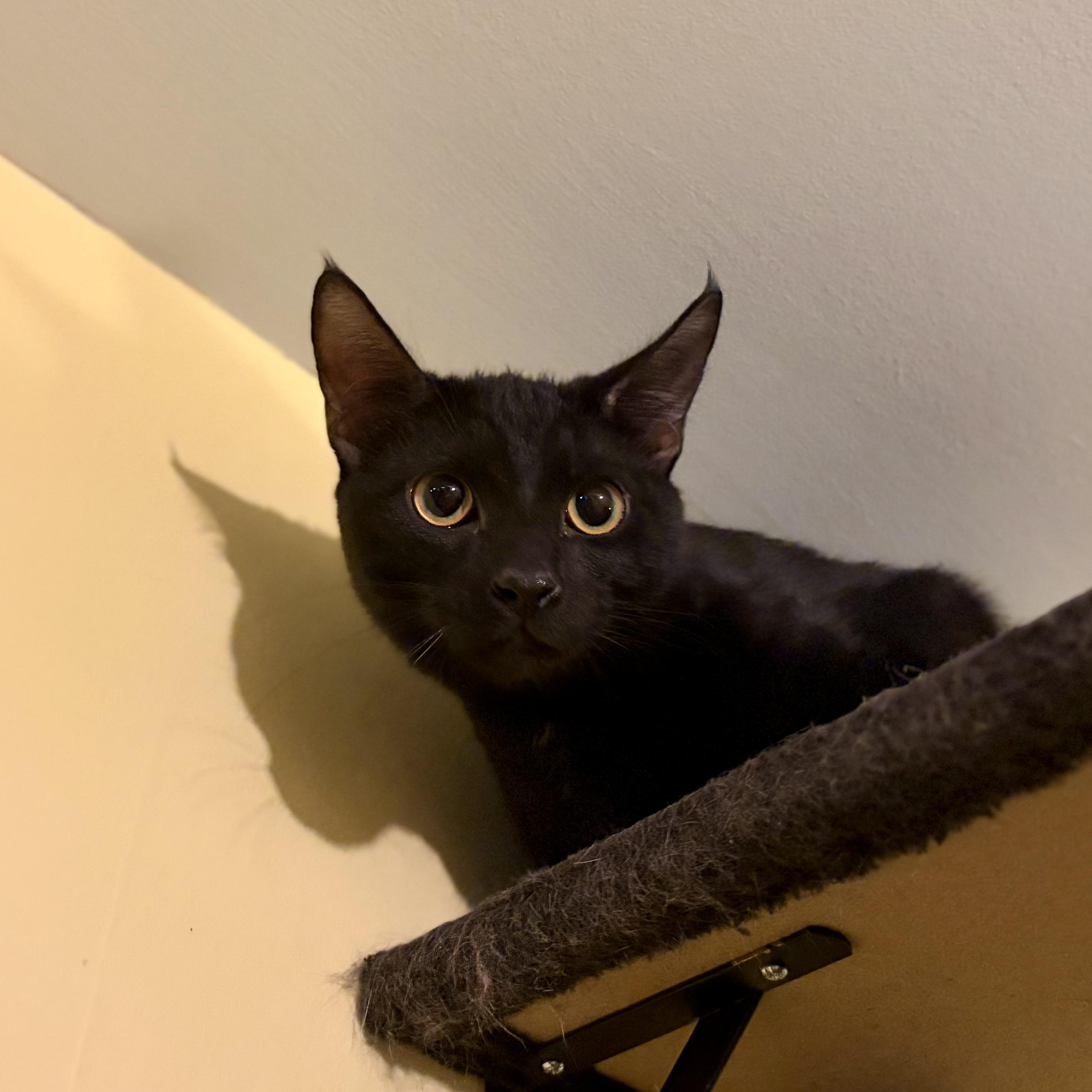 Ranger, a Adoptable Domestic Short Hair in Greensboro, NC image 2/5