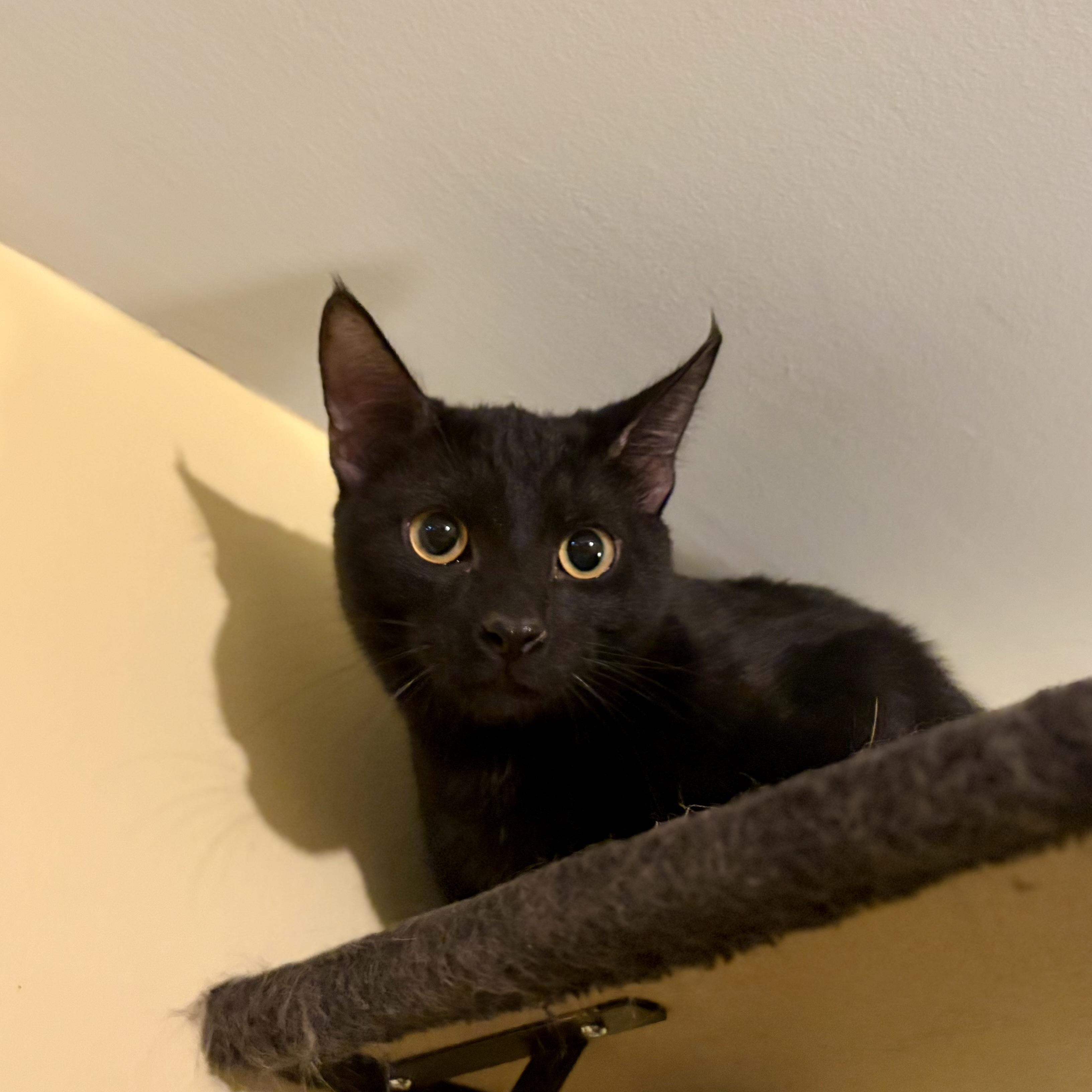 Ranger, a Adoptable Domestic Short Hair in Greensboro, NC image 3/5