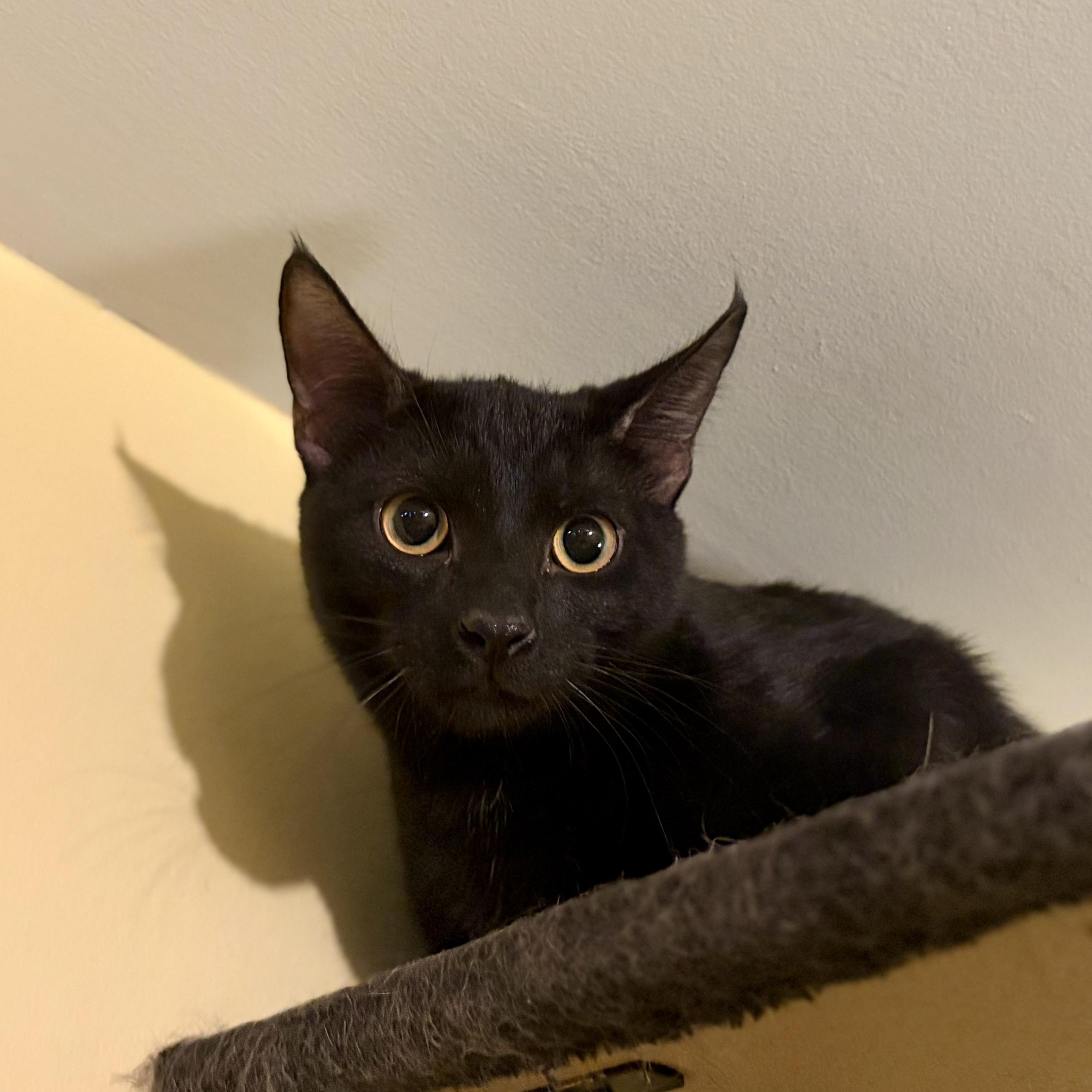 Ranger, a Adoptable Domestic Short Hair in Greensboro, NC image 5/5