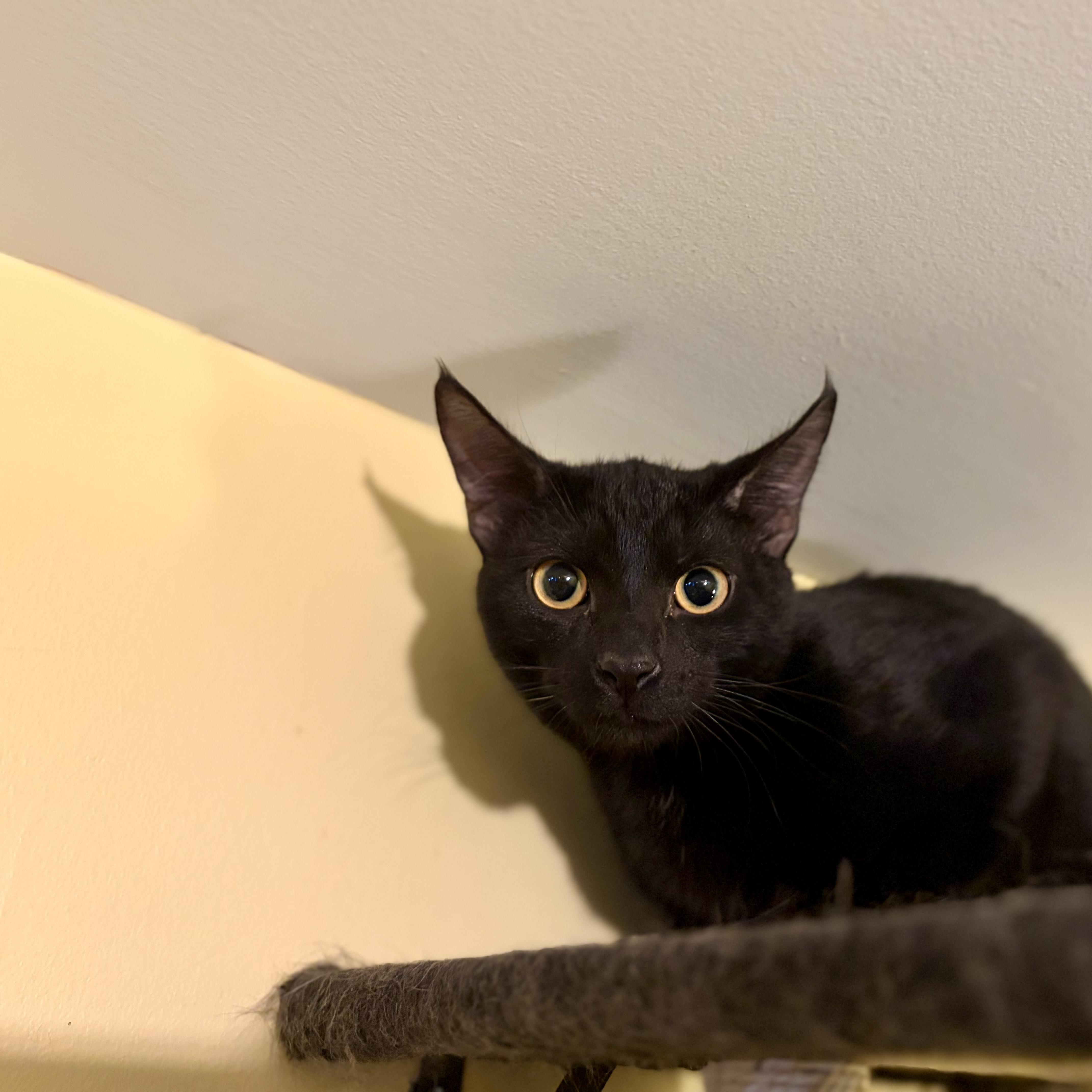 Ranger, Adoptable, Kitten Male Domestic Short Hair.
