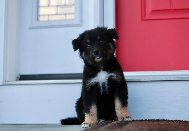 Kyle - male K pup 4
