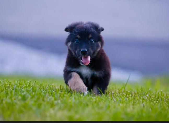 Kyle - male K pup 5