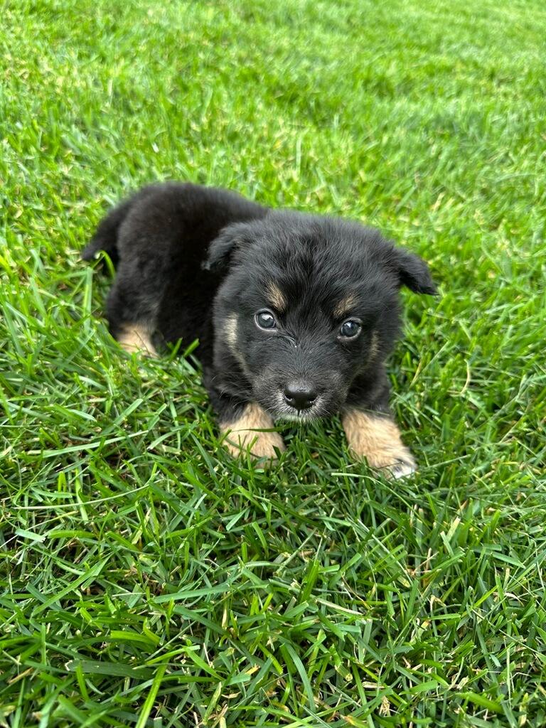 Kyle - male K pup 2