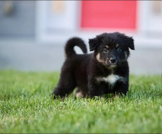 Kyle - male K pup