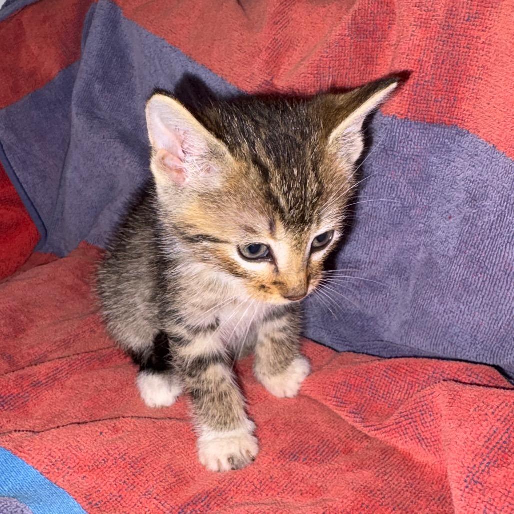 Garth, Adoptable, Kitten Male Domestic Short Hair.