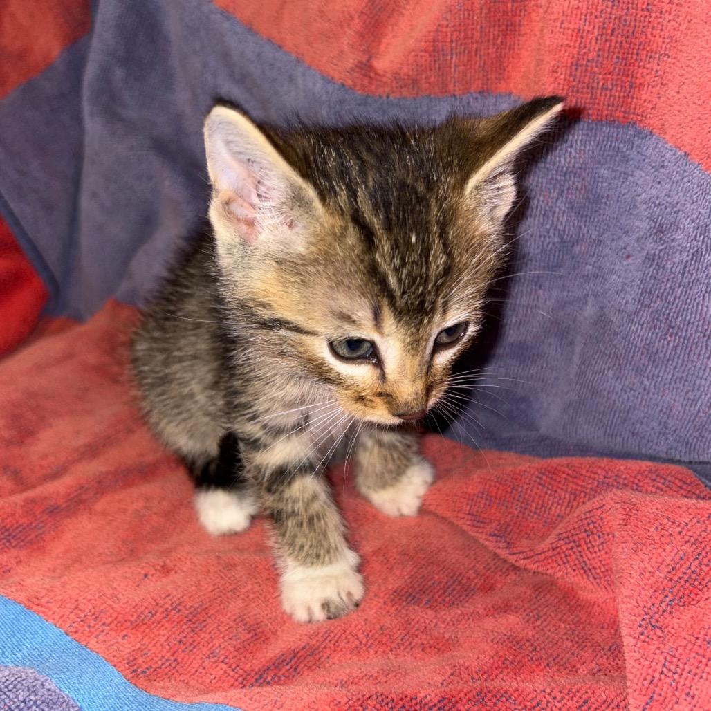 Enlarge Garth, a Adoptable Domestic Short Hair in Crookston, MN image 2/2