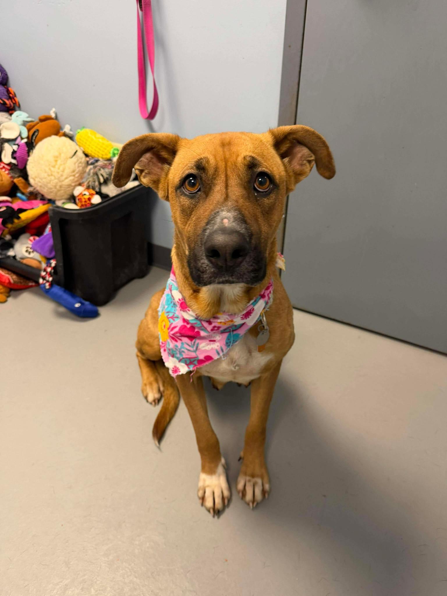 Monroe , ADOPTABLE, Young Female Shepherd.