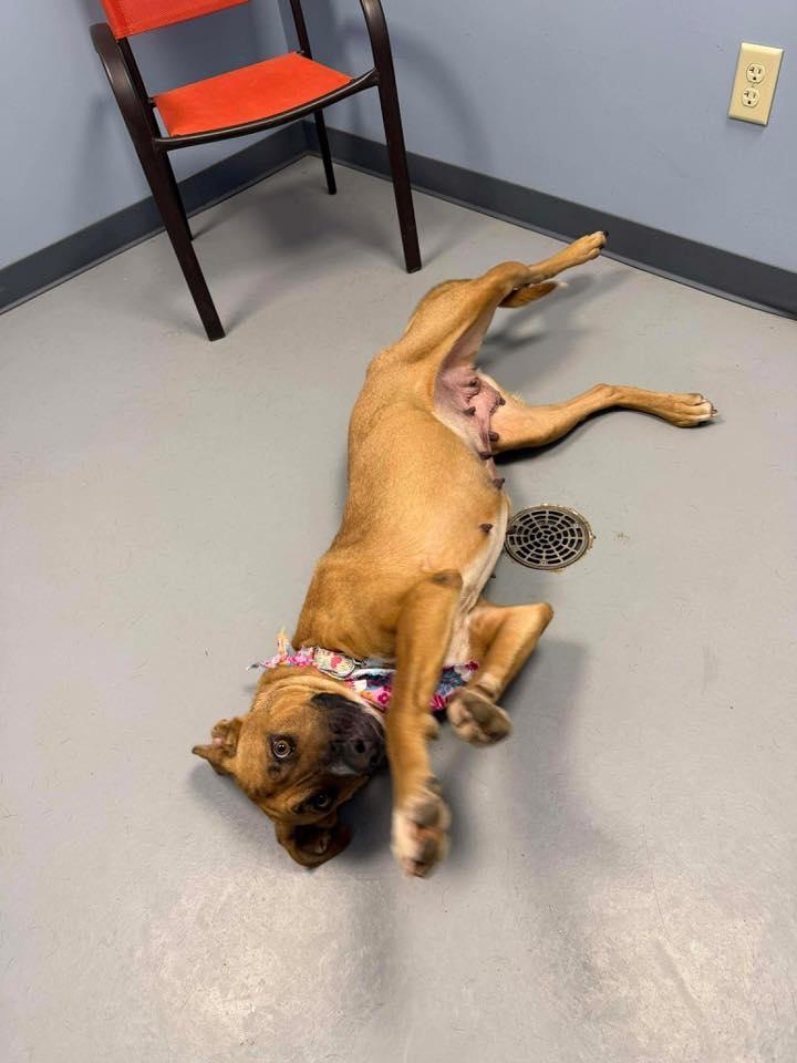 Enlarge Monroe , a ADOPTABLE mixed breed in Zanesville, OH image 4/4