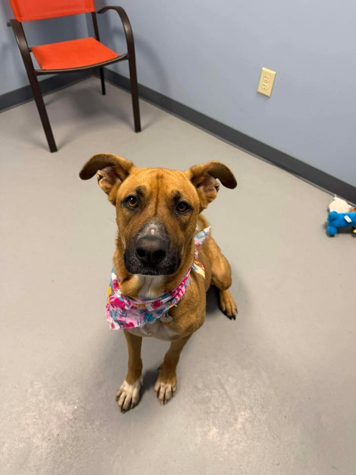 Enlarge Monroe , a ADOPTABLE mixed breed in Zanesville, OH image 2/4