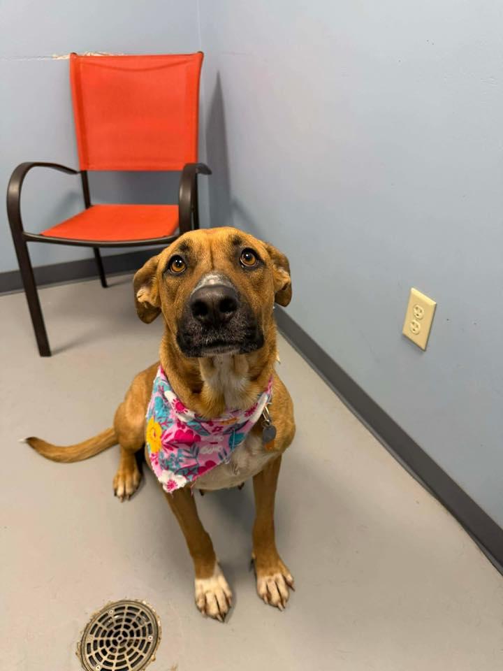 Enlarge Monroe , a ADOPTABLE mixed breed in Zanesville, OH image 3/4