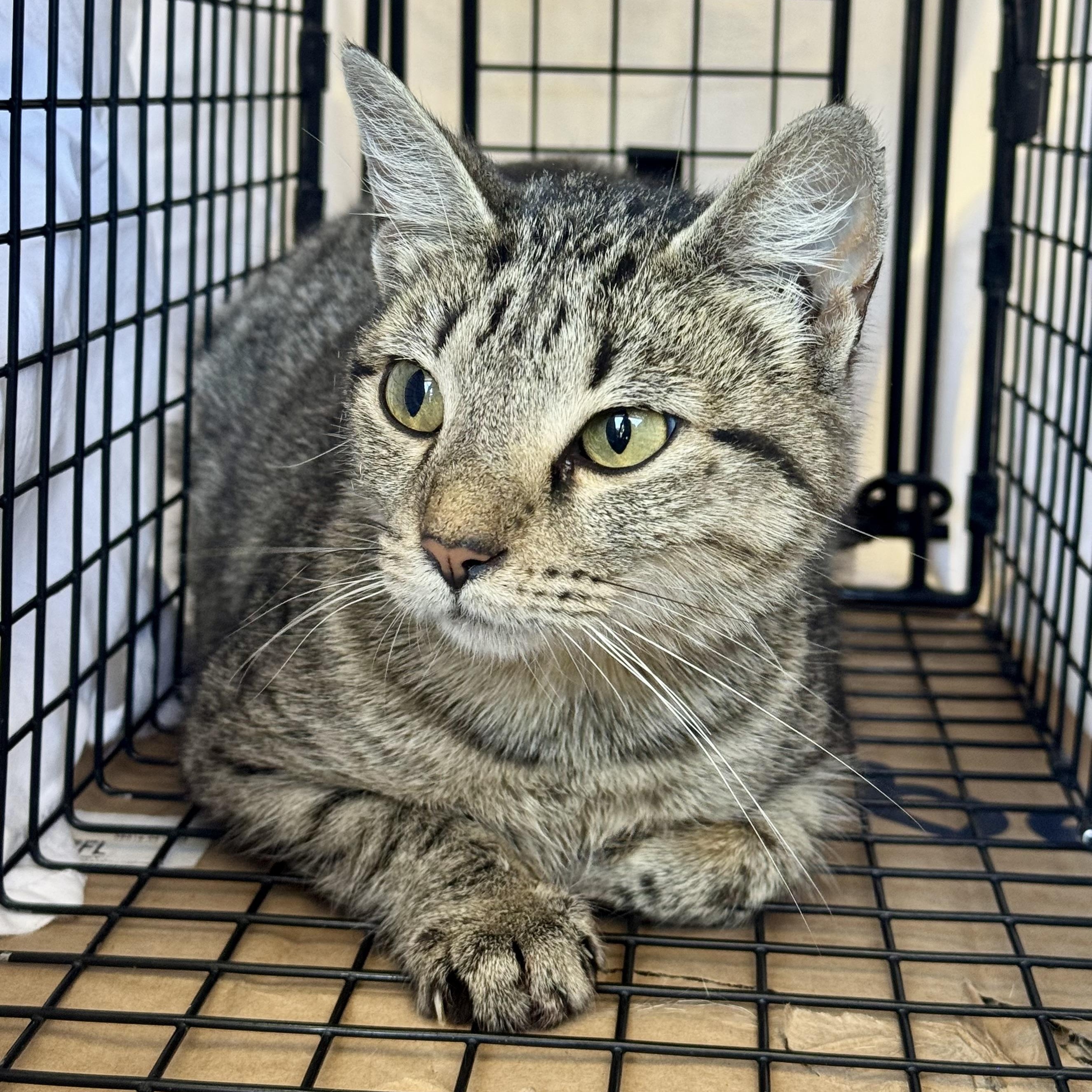 Marigold, ADOPTABLE, Young Female Domestic Short Hair.