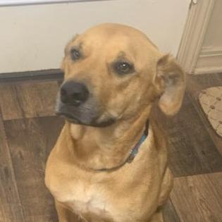 Enlarge Libby, a Adoptable Black Mouth Cur in Marshall, TX image 1/2