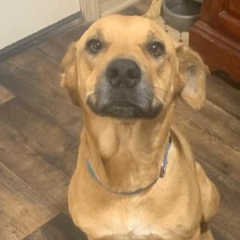 Enlarge Libby, a Adoptable Black Mouth Cur in Marshall, TX image 2/2