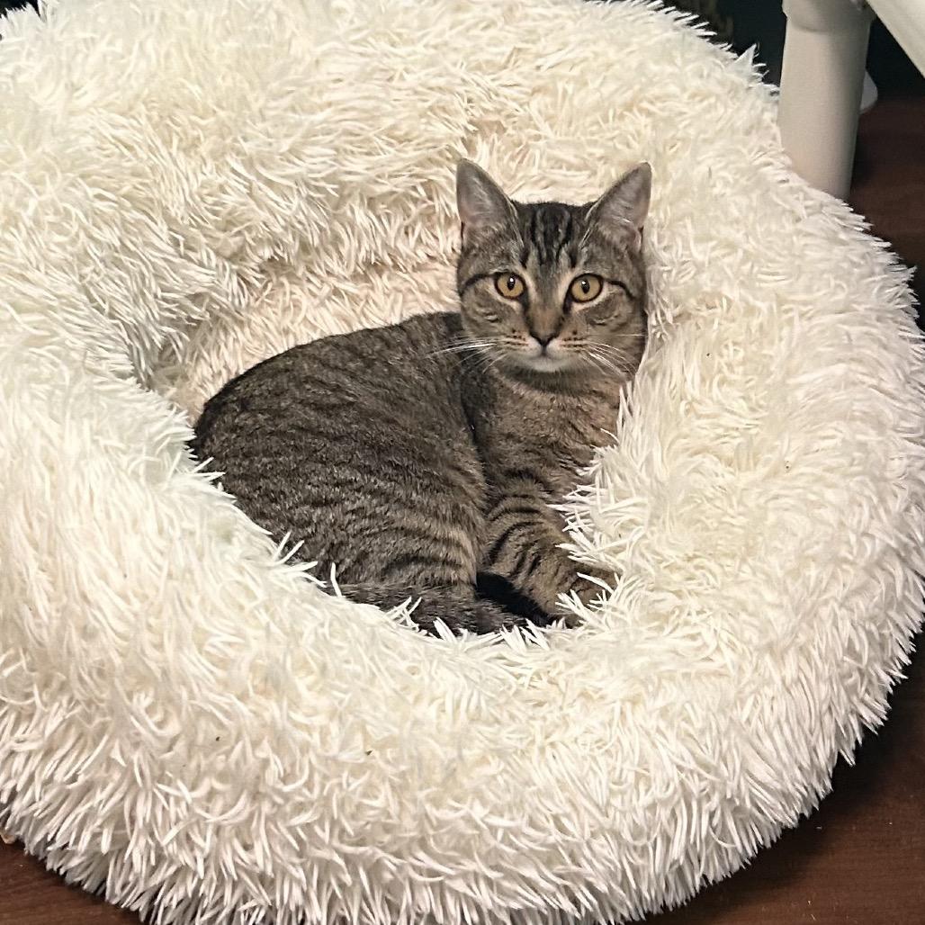 Tallowen, Adoptable, Young Female Domestic Short Hair.