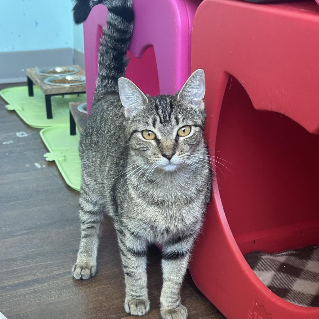Enlarge Tallowen, a Adoptable Domestic Short Hair in Port Richey, FL image 2/6