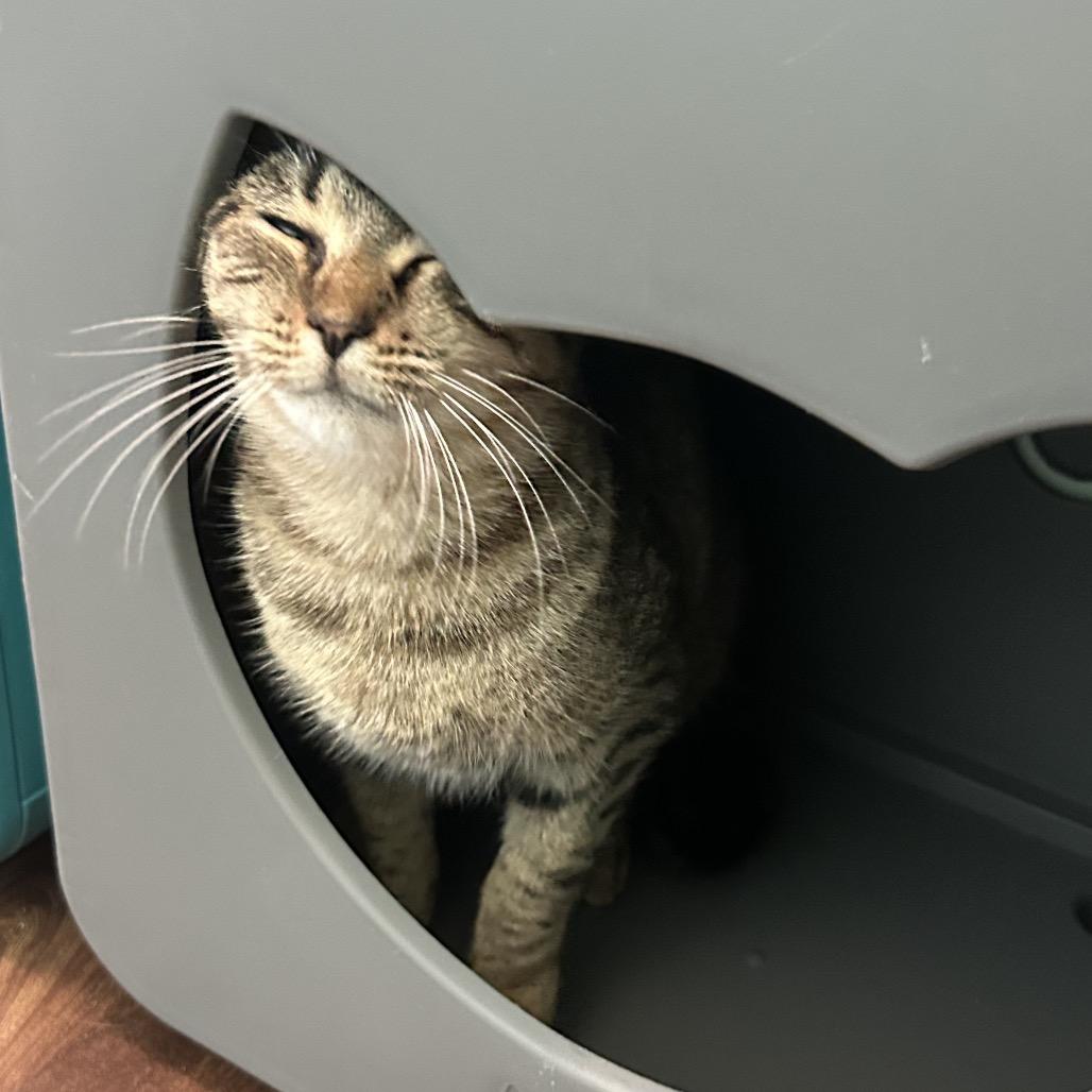 Enlarge Tallowen, a Adoptable Domestic Short Hair in Port Richey, FL image 3/6