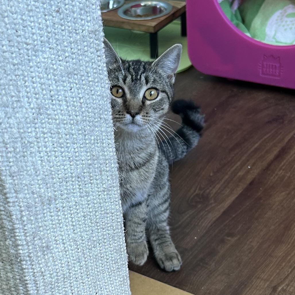 Enlarge Tallowen, a Adoptable Domestic Short Hair in Port Richey, FL image 4/6