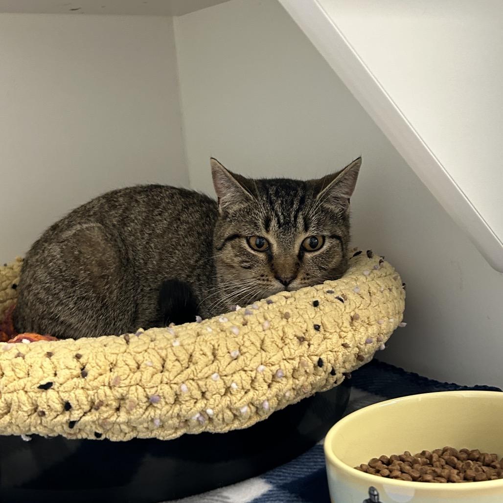 Enlarge Tallowen, a Adoptable Domestic Short Hair in Port Richey, FL image 5/6