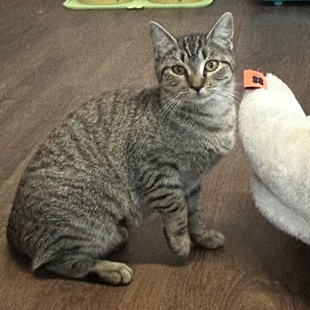 Enlarge Tallowen, a Adoptable Domestic Short Hair in Port Richey, FL image 6/6
