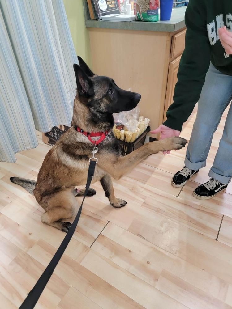 Swift, Adoptable, Young Male Belgian Shepherd / Malinois.