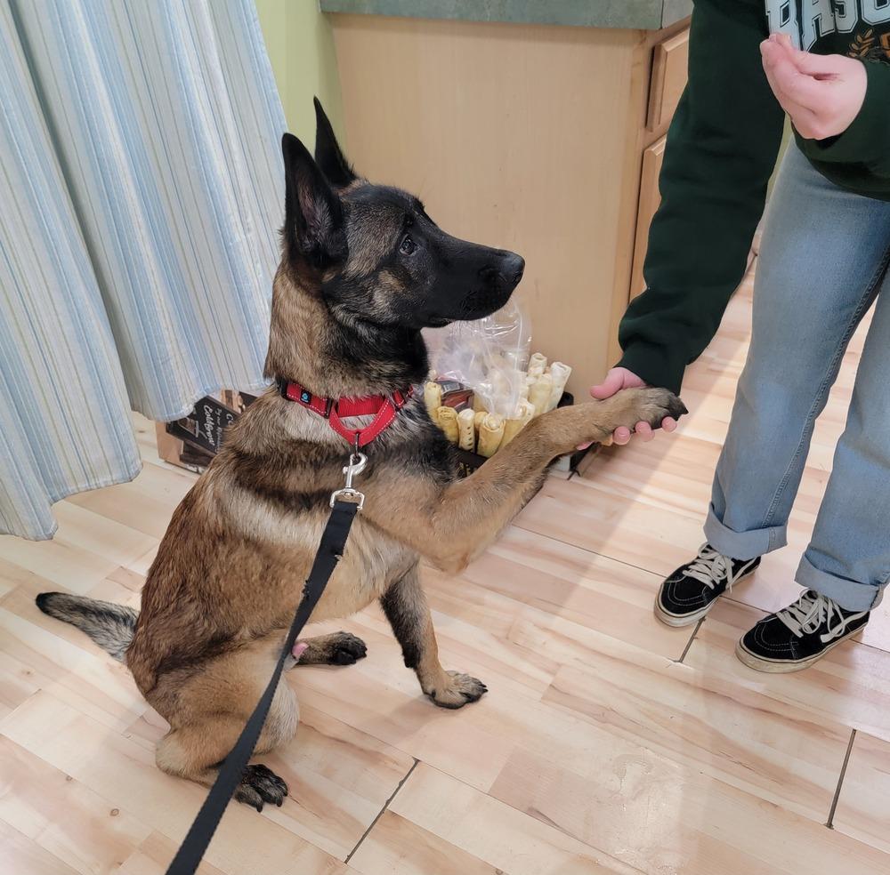 Swift, a Adoptable Belgian Shepherd / Malinois in Troy, VA image 2/6