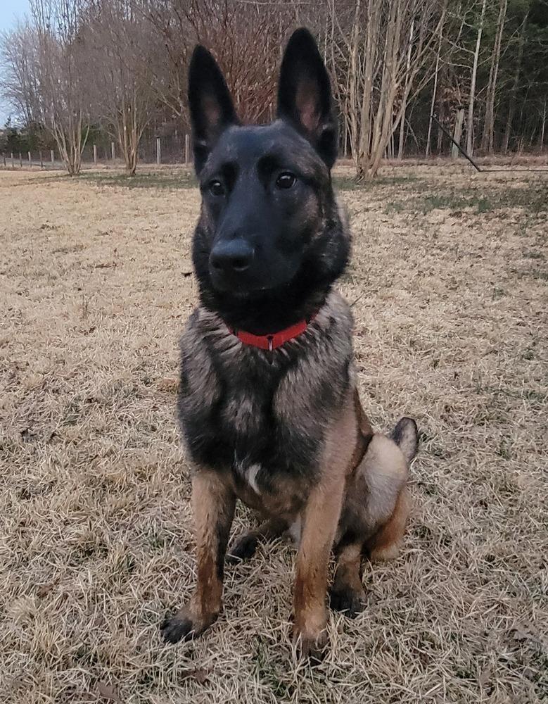 Enlarge Swift, a Adoptable Belgian Shepherd / Malinois in Troy, VA image 2/6