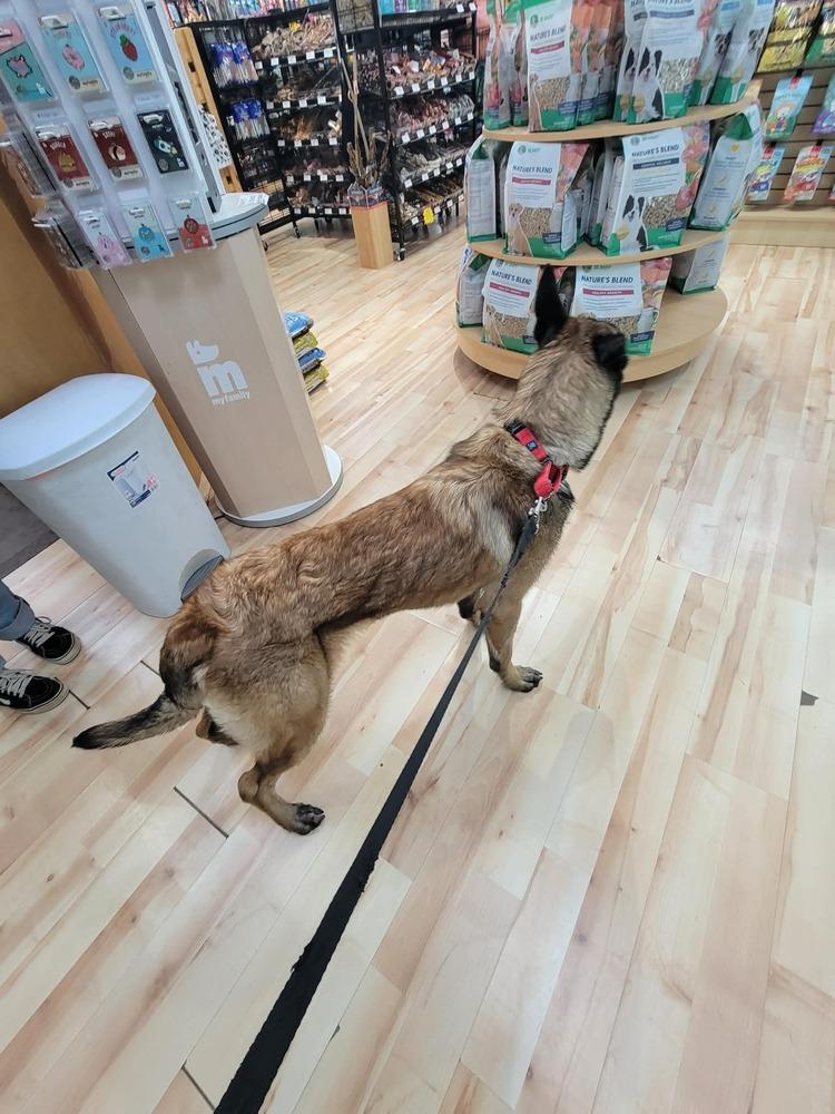 Enlarge Swift, a Adoptable Belgian Shepherd / Malinois in Troy, VA image 3/6