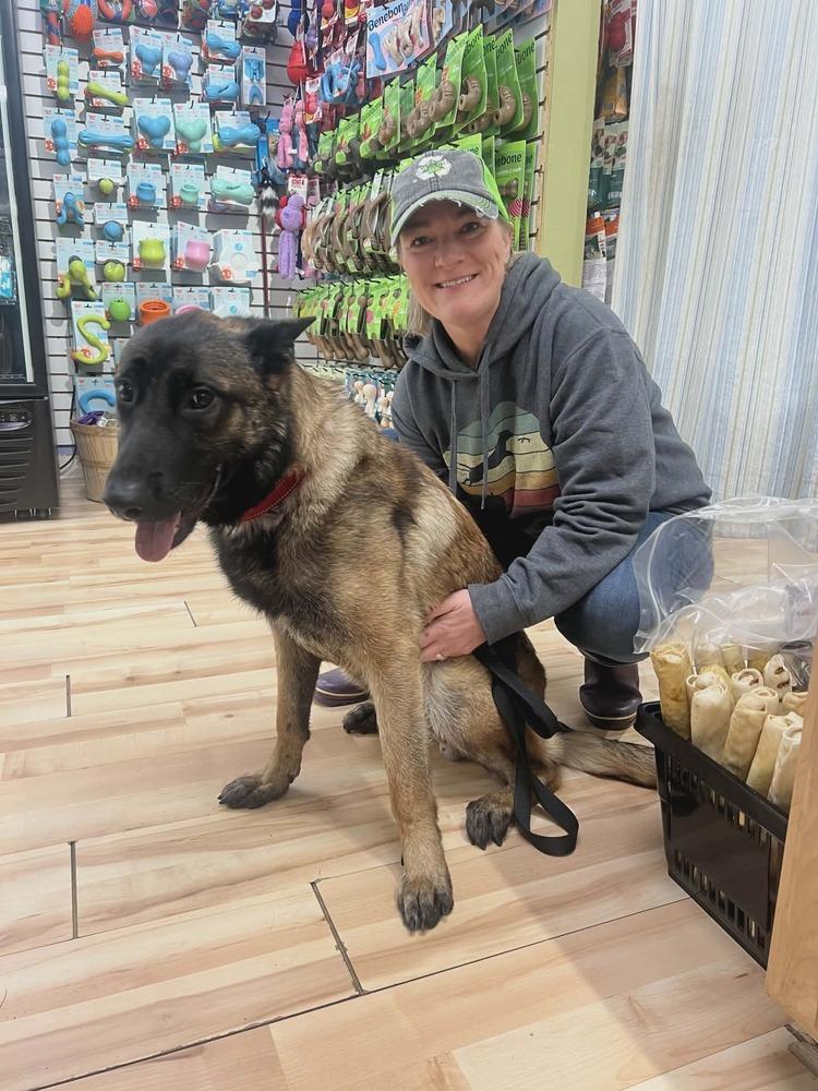Enlarge Swift, a Adoptable Belgian Shepherd / Malinois in Troy, VA image 4/6