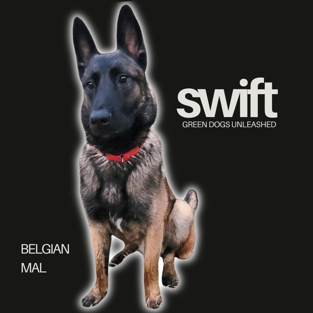 Enlarge Swift, a Adoptable Belgian Shepherd / Malinois in Troy, VA image 5/6