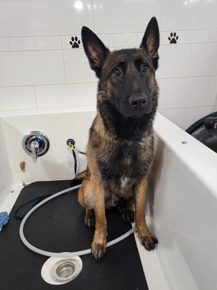 Enlarge Swift, a Adoptable Belgian Shepherd / Malinois in Troy, VA image 6/6