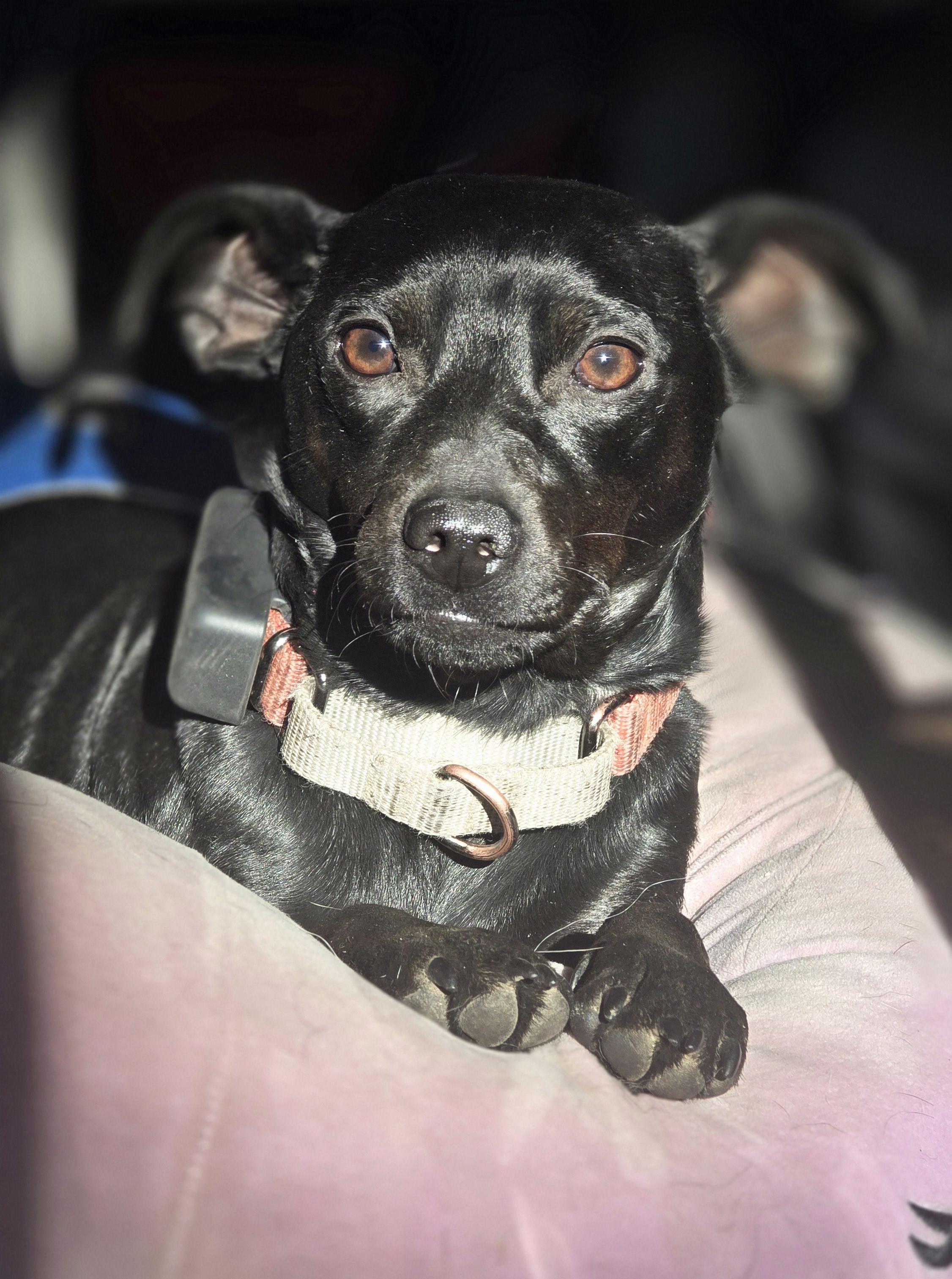 Rory, a Adoptable Miniature Pinscher in Elk, WA image 1/3