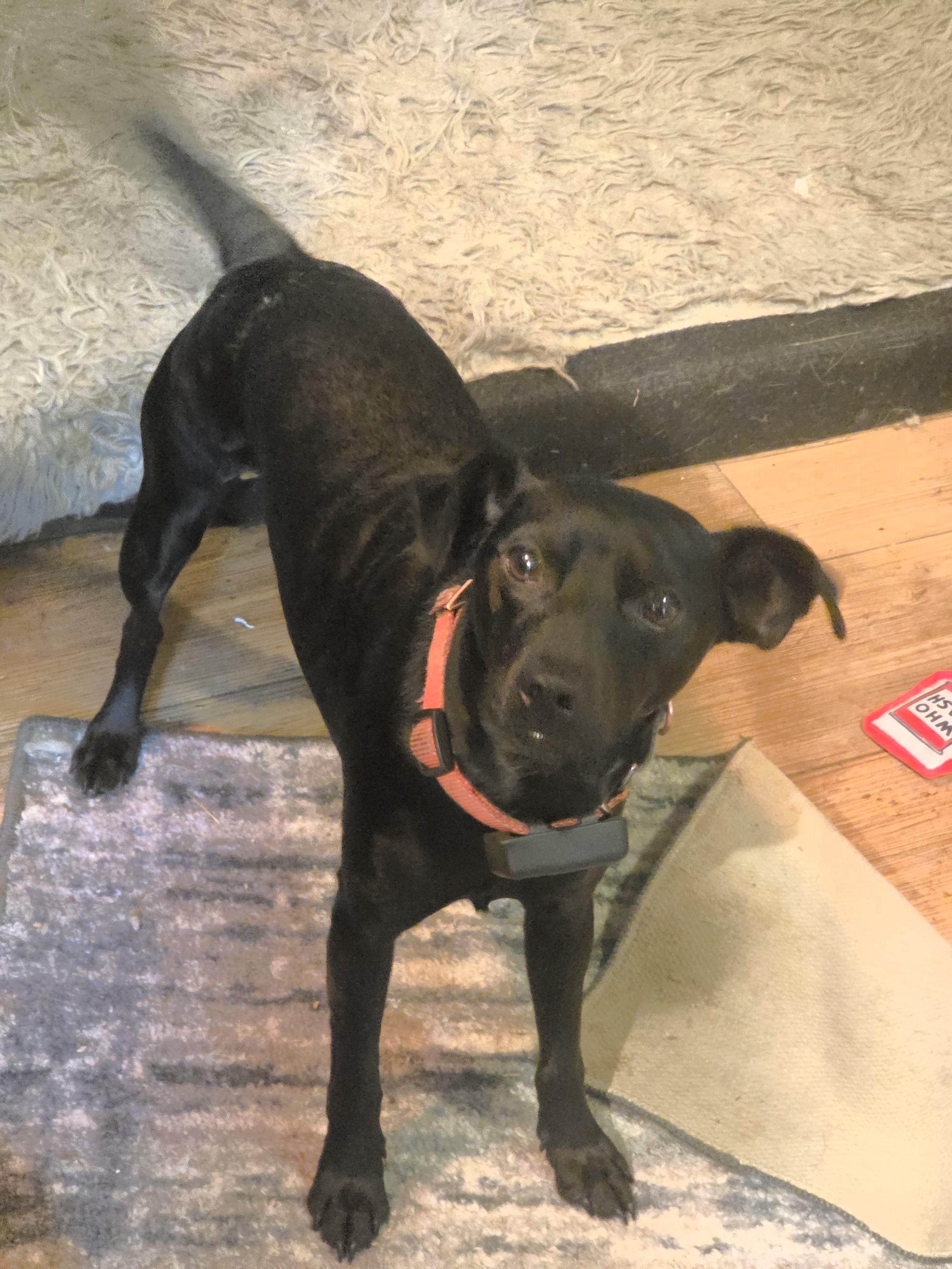 Rory, a Adoptable Miniature Pinscher in Elk, WA image 2/3