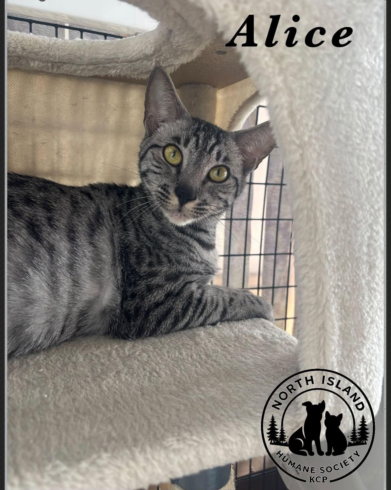 Alice, ADOPTABLE, Adult Female Savannah.
