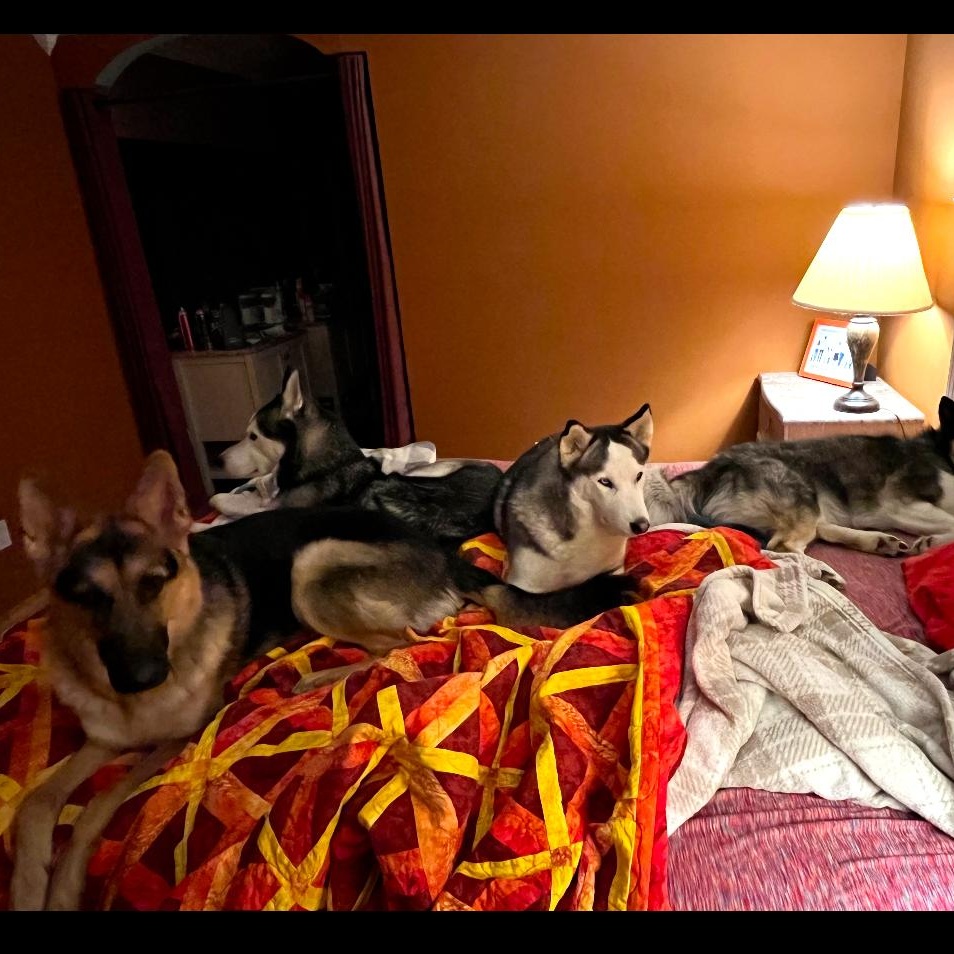 Enlarge Luna, a Adoptable Siberian Husky in Pasco, WA image 2/4