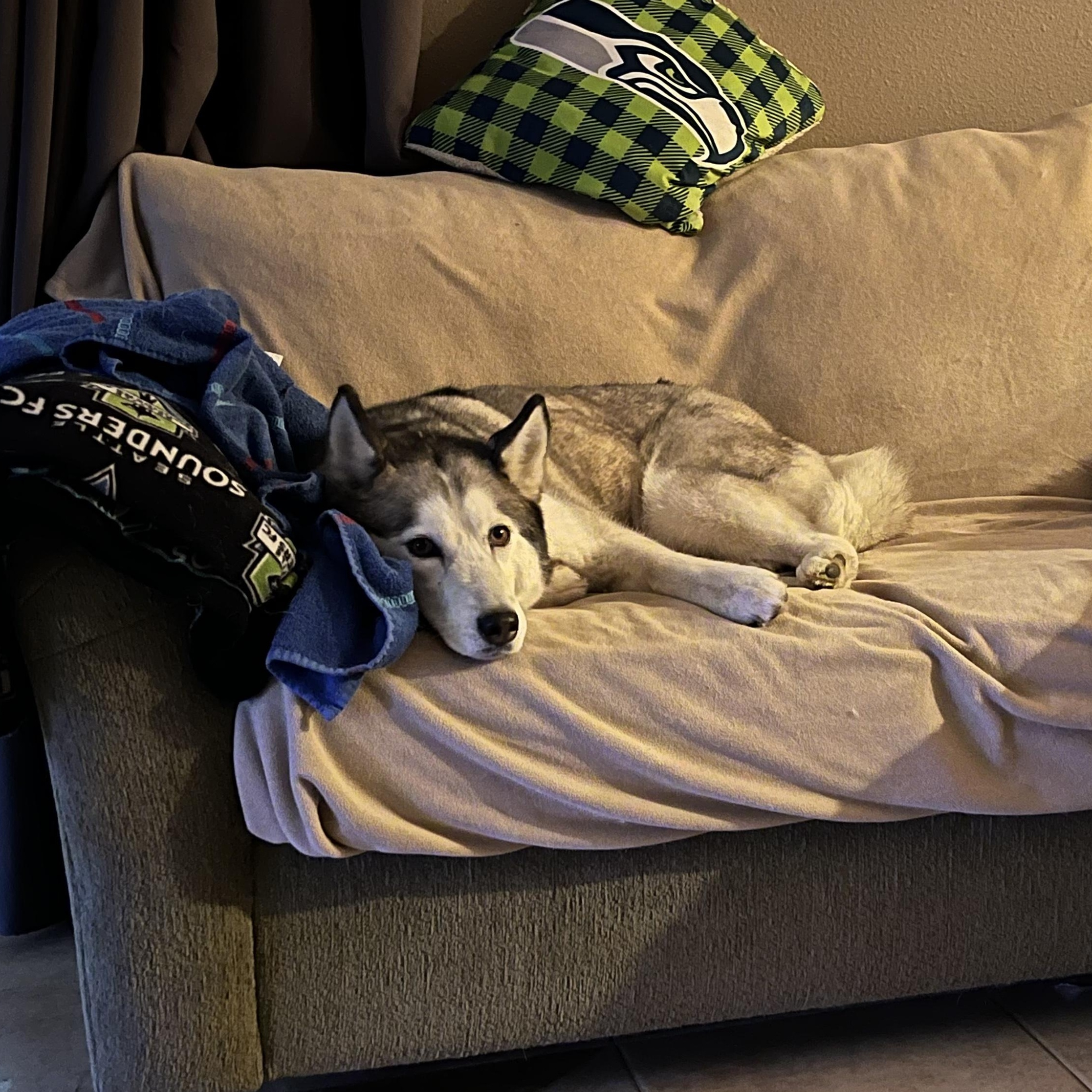 Enlarge Luna, a Adoptable Siberian Husky in Pasco, WA image 3/4