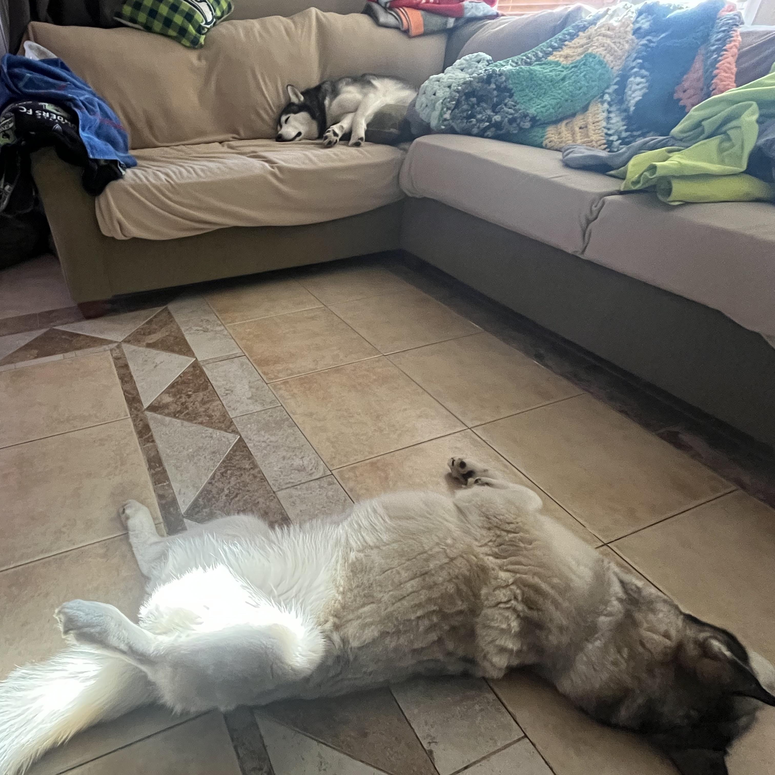 Enlarge Luna, a Adoptable Siberian Husky in Pasco, WA image 4/4