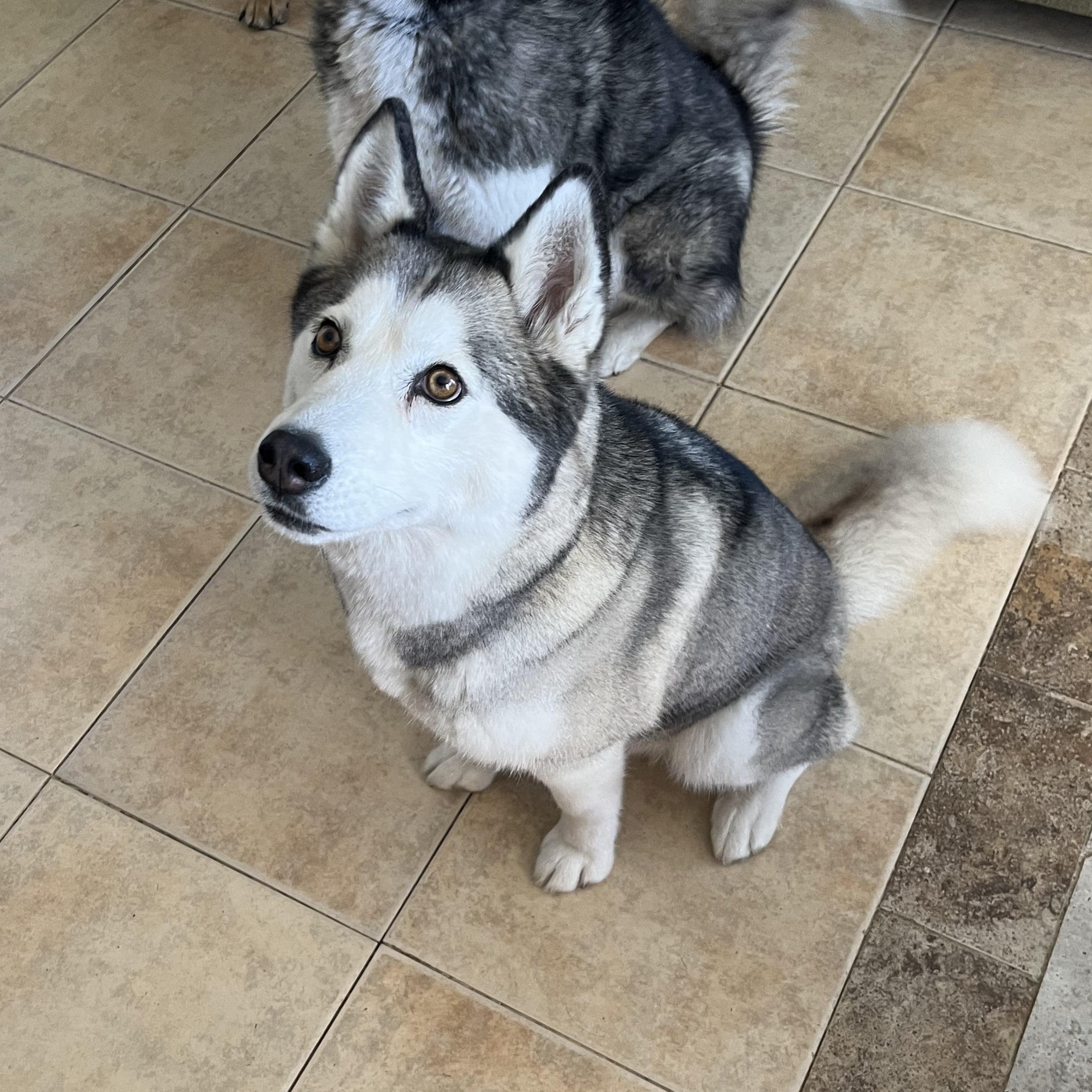 Luna, Adult Female Siberian Husky