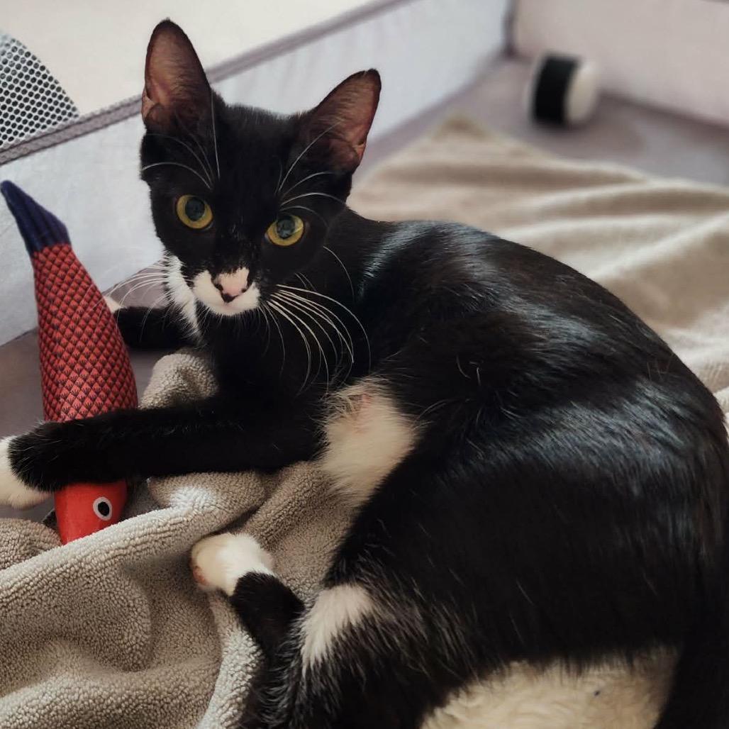 Oreo $100, Adoptable, Young Female Domestic Short Hair.