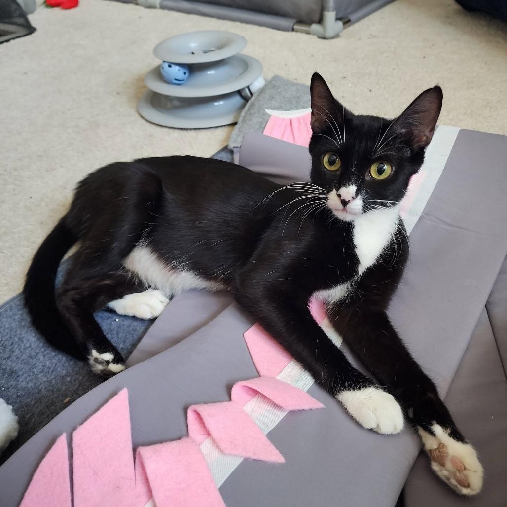 Oreo $100, Adoptable, Young Female Domestic Short Hair.