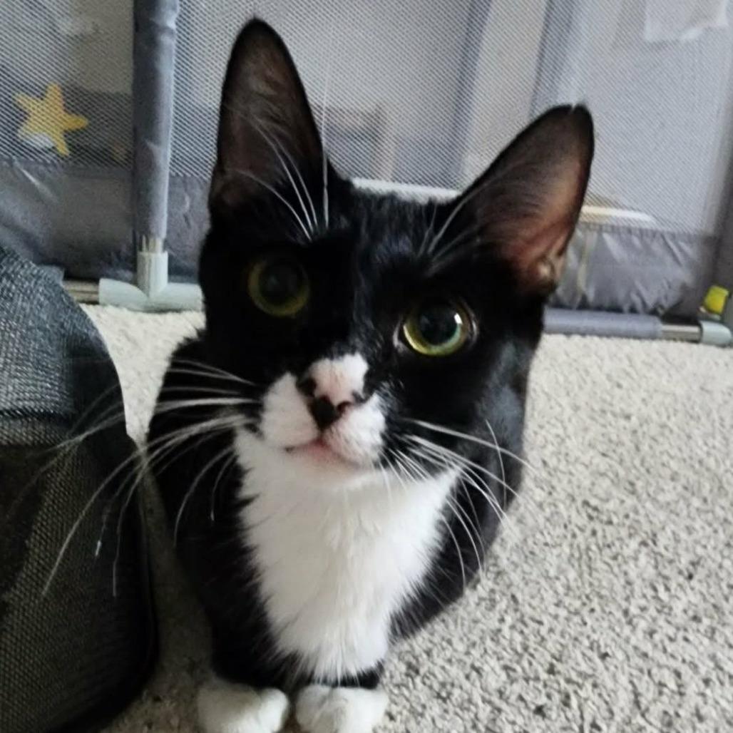 Enlarge Oreo $100, a Adoptable Domestic Short Hair in Milwaukee, WI image 2/4