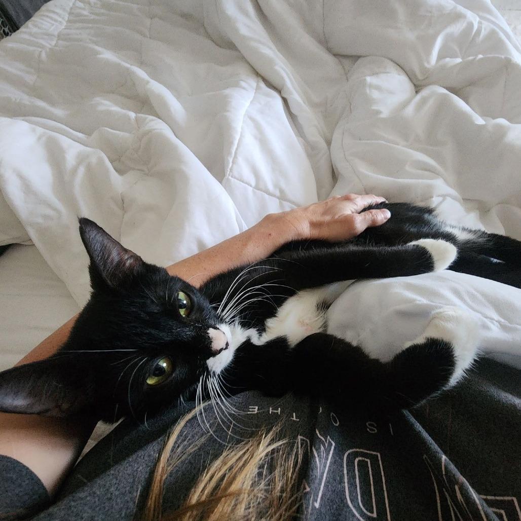 Enlarge Oreo $100, a Adoptable Domestic Short Hair in Milwaukee, WI image 3/4